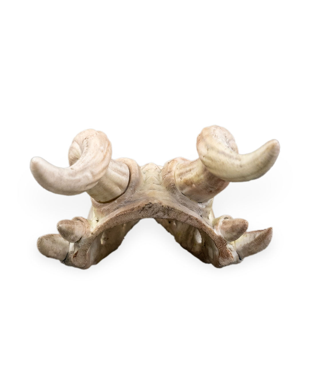 Bone Trophy Hair Pin