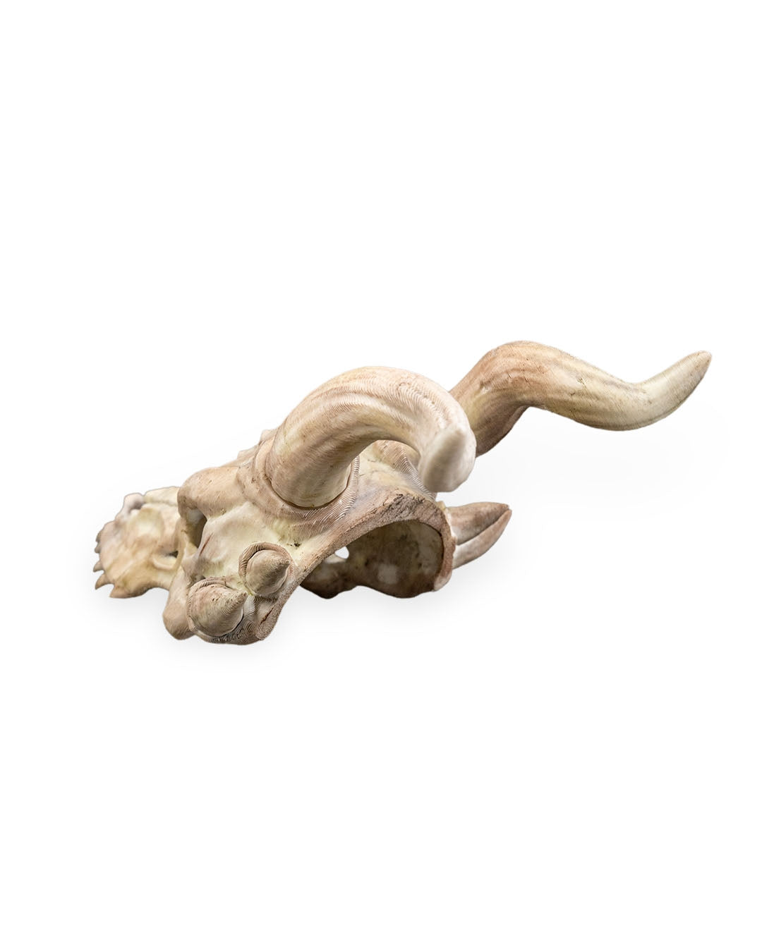 Bone Trophy Hair Pin
